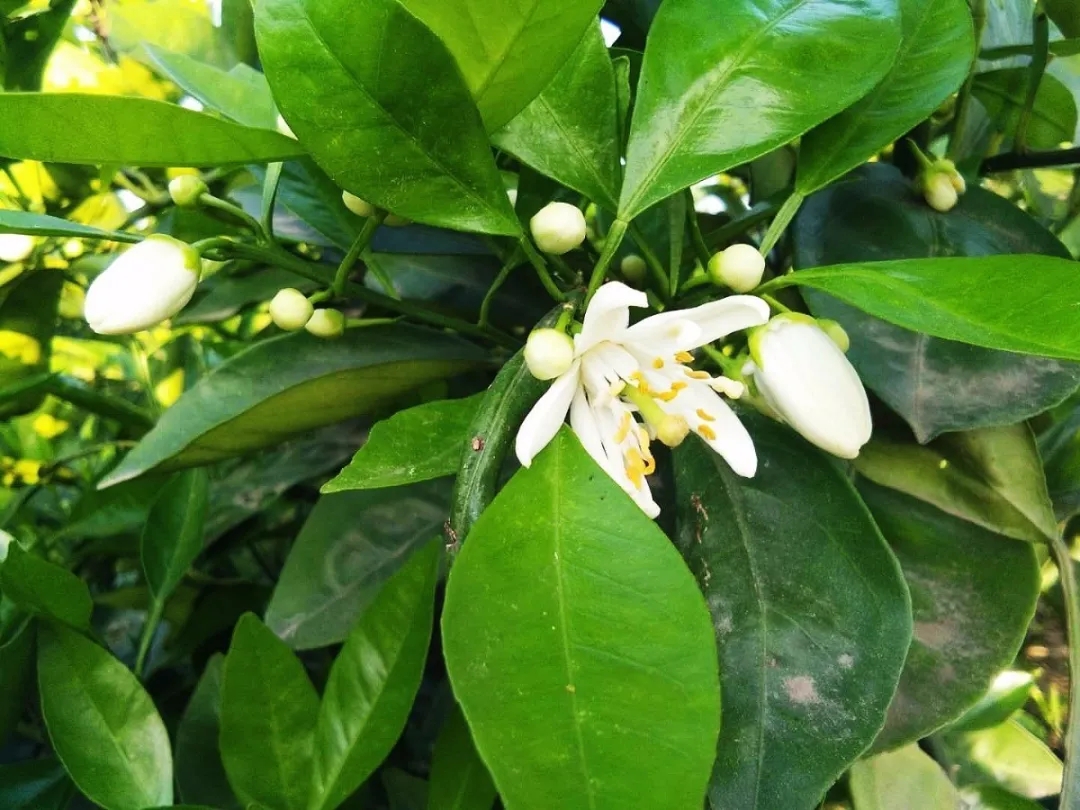 一年好景君須記，最是橙黃橘綠時，本味農業邀您共賞橙花季